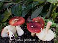 Russula subrubens-amf1728